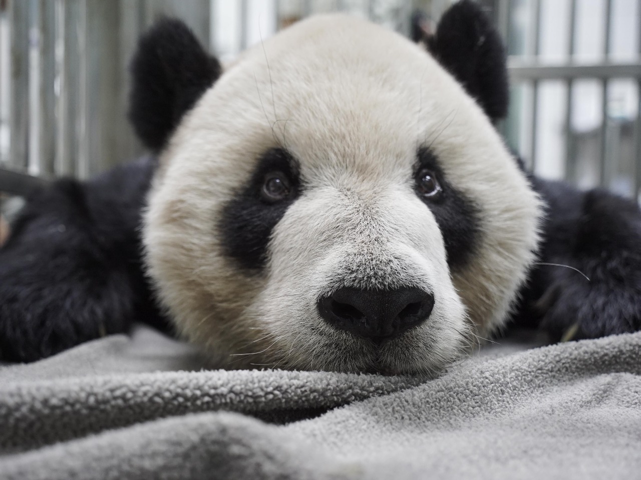 Taipei Zoo veranstaltet Gedenktag für Panda Tuan Tuan am 19. November