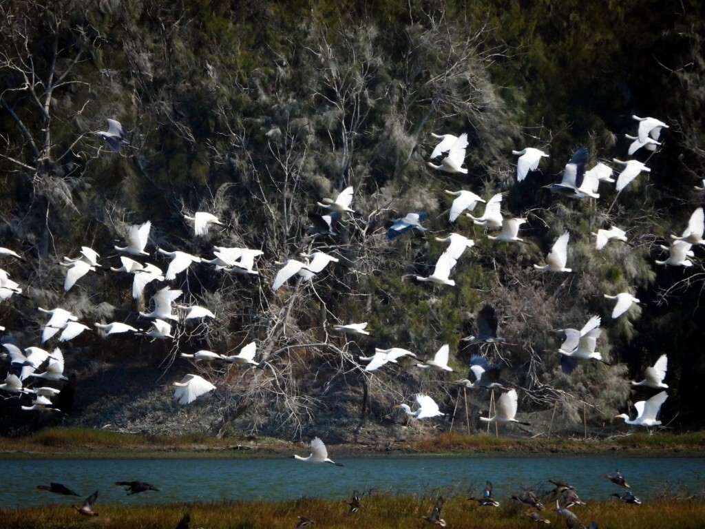 Rekord-Wintervogelzug im Südwesten Taiwans