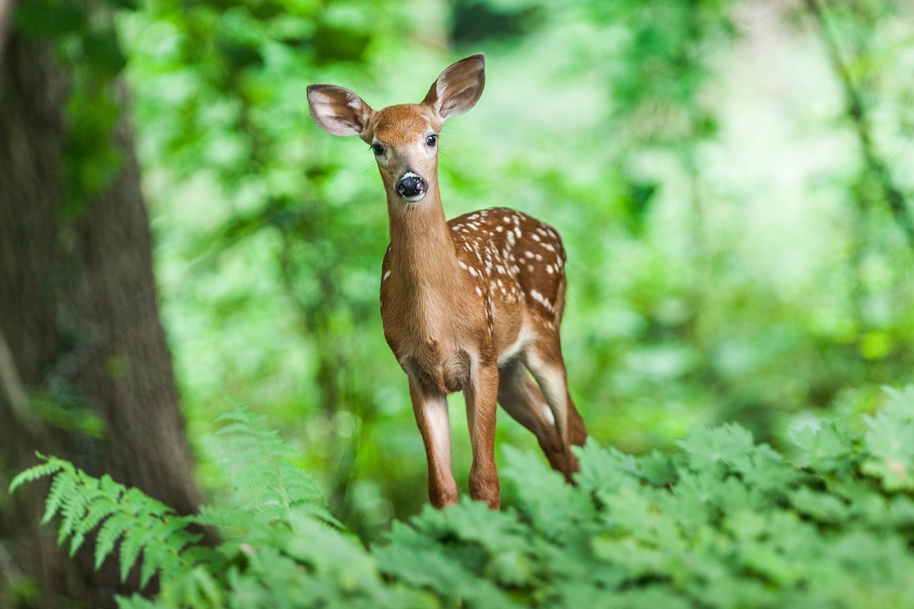 Über Rehe und das Militär (1)