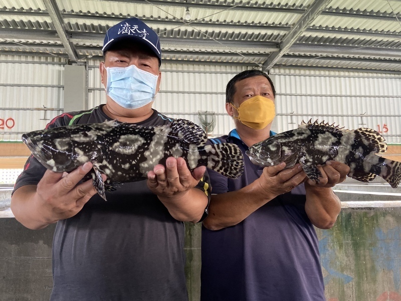 Exporte von taiwanischem Zackenbarsch nach China wieder aufgenommen