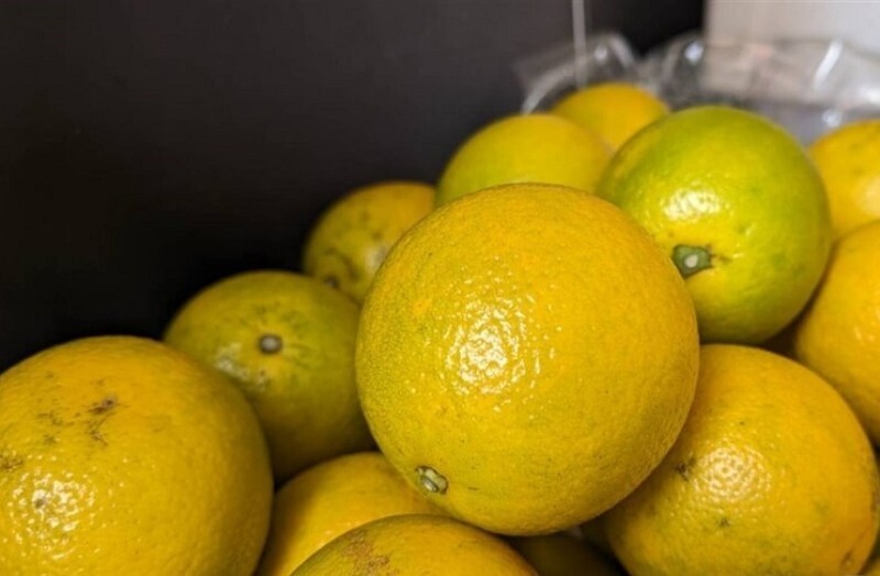 Studie aus Taiwan zeigt arzneimittelresistente Pilzstämme auf Früchten