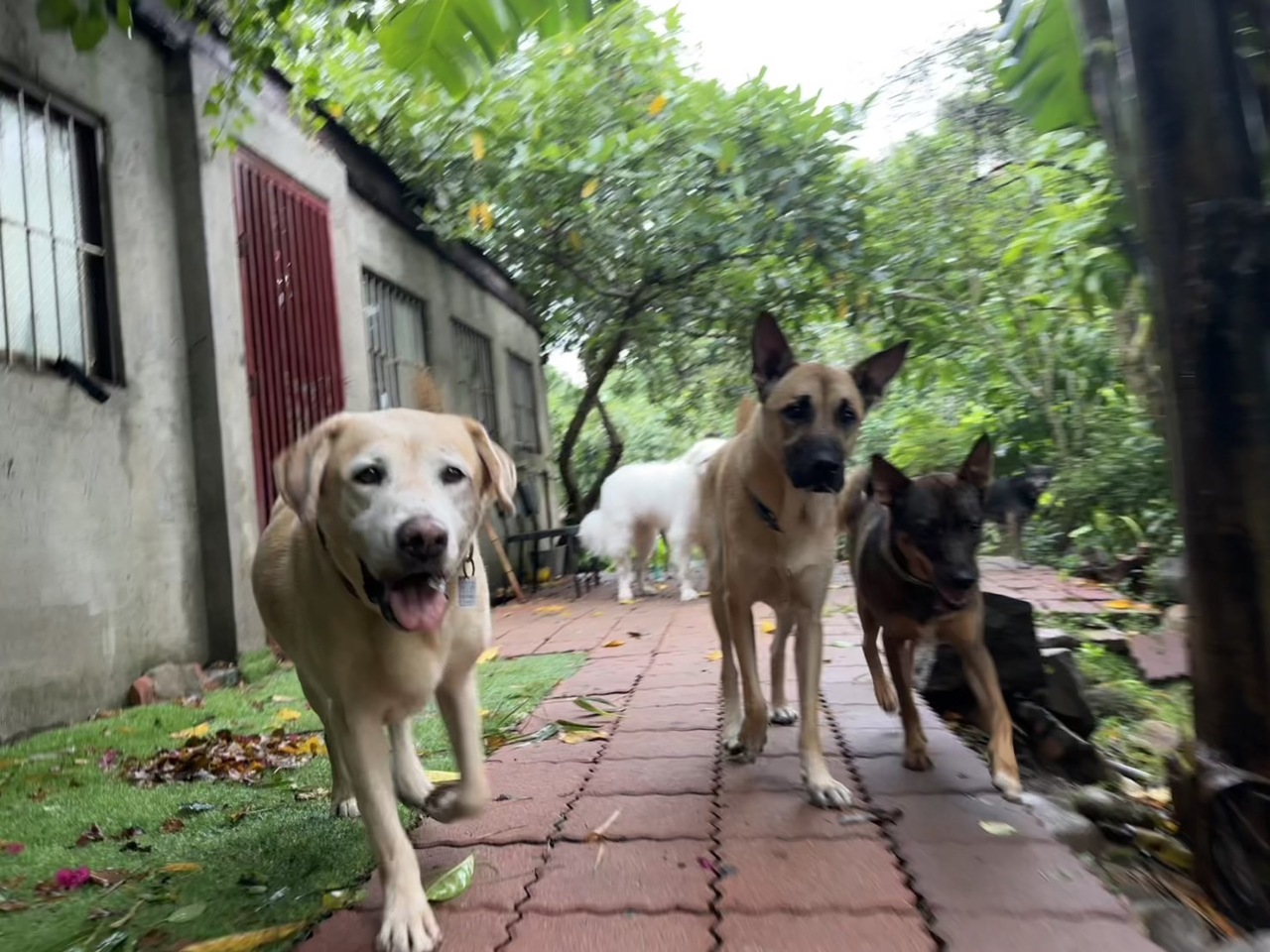 „Und wer betreut mich?“ – Betreuungsangebote für den Hund in Taipei – Teil 1