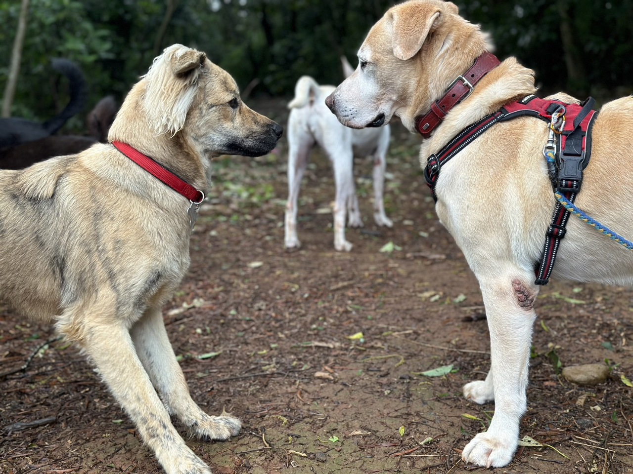 Folge 7: „Und wer betreut mich?“ – Betreuungsangebote für den Hund in Taipei – Teil 2