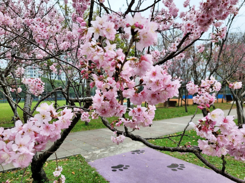 Lieder über Kirschblüten