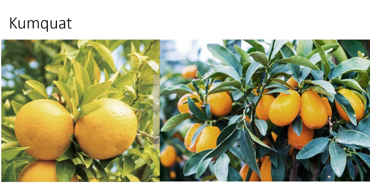 Kumquat