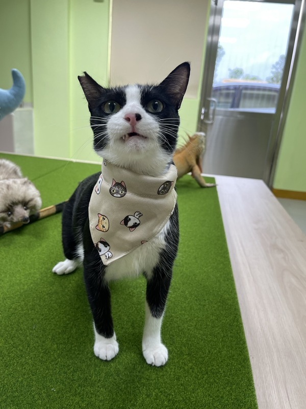 Taiwaner halten immer mehr Katzen und Hunde