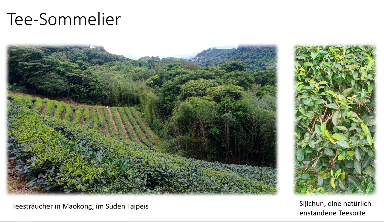Tee-Sommelier