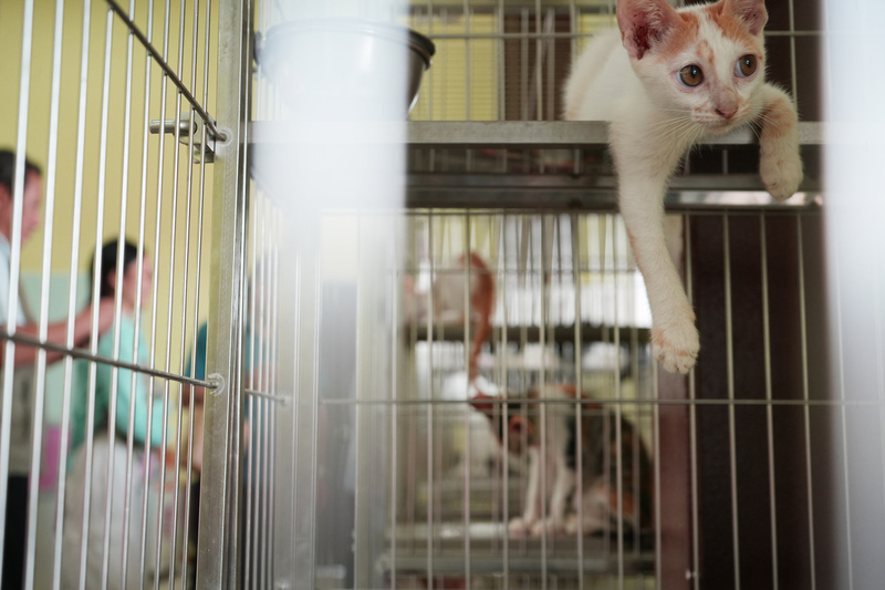 Chip-Pflicht für Hauskatzen ab voraussichtlich September 2025