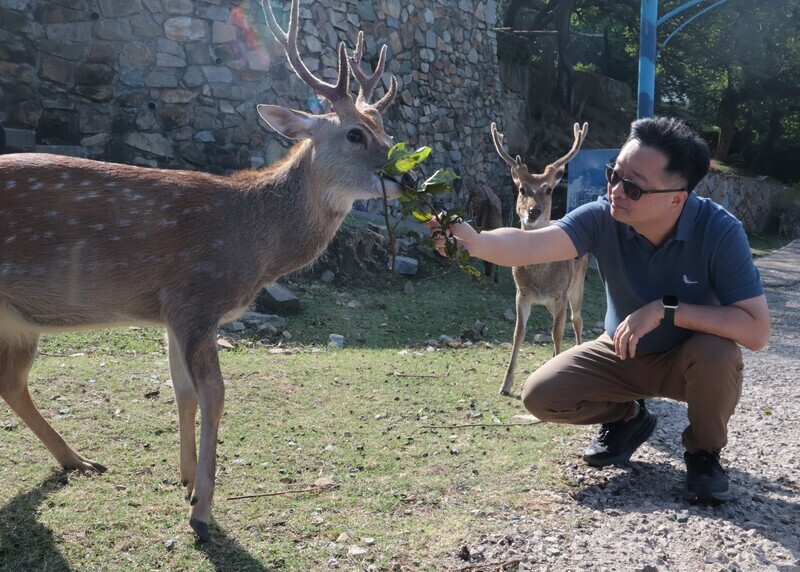 Friedensgeste: Taiwan plant symbolische Tiergeschenke an China