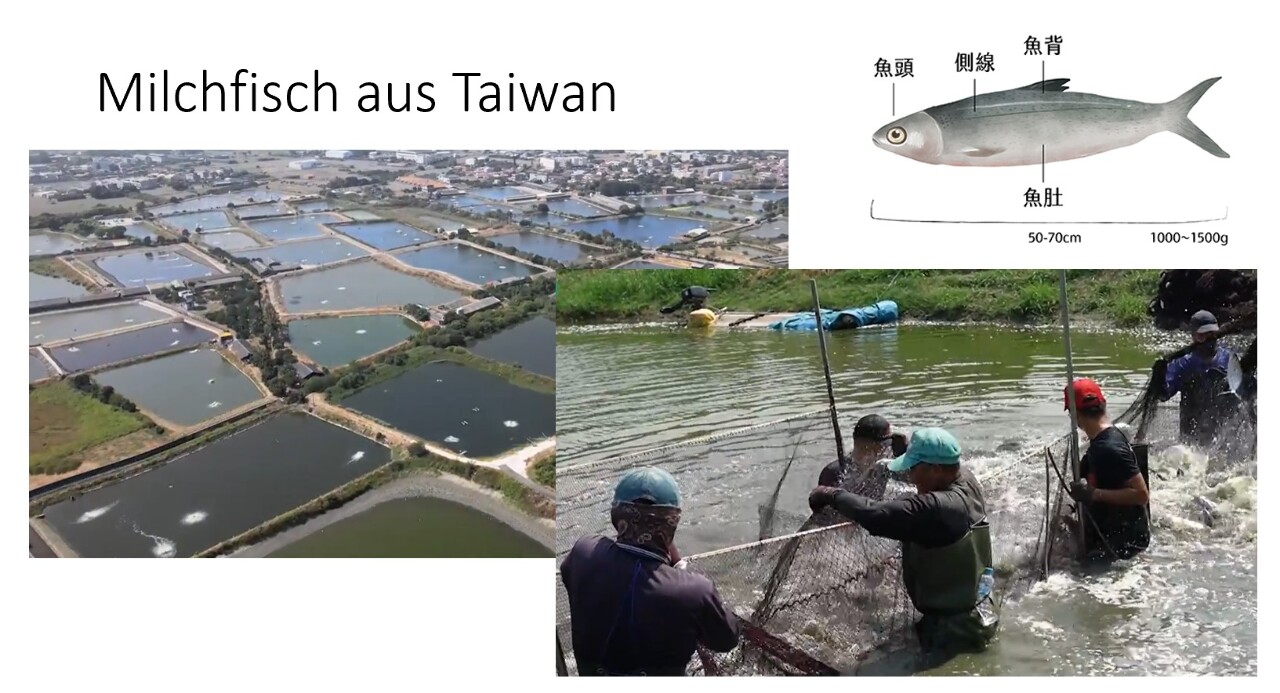 Geschichte der Milchfisch-Zucht