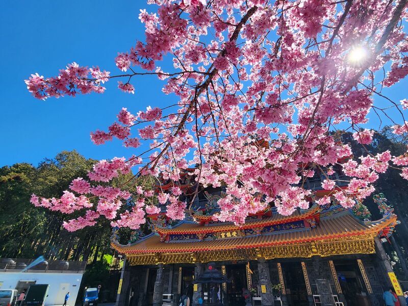 Kirschblütensaison am Alishan vom 10. März bis 10. April (Foto: Forstamt Chiayi, CNA)