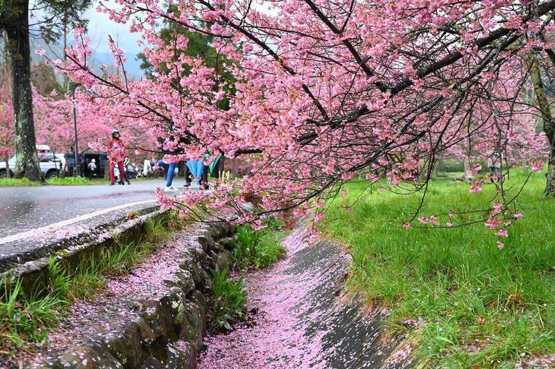 Kirschblüte in der Wuling Farm (Foto: Wuling Farm, CNA)