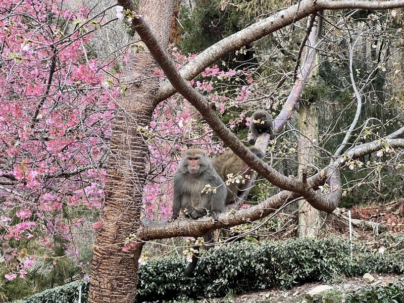 Kirschblüte in der Wuling Farm (Foto: Wuling Farm, CNA)