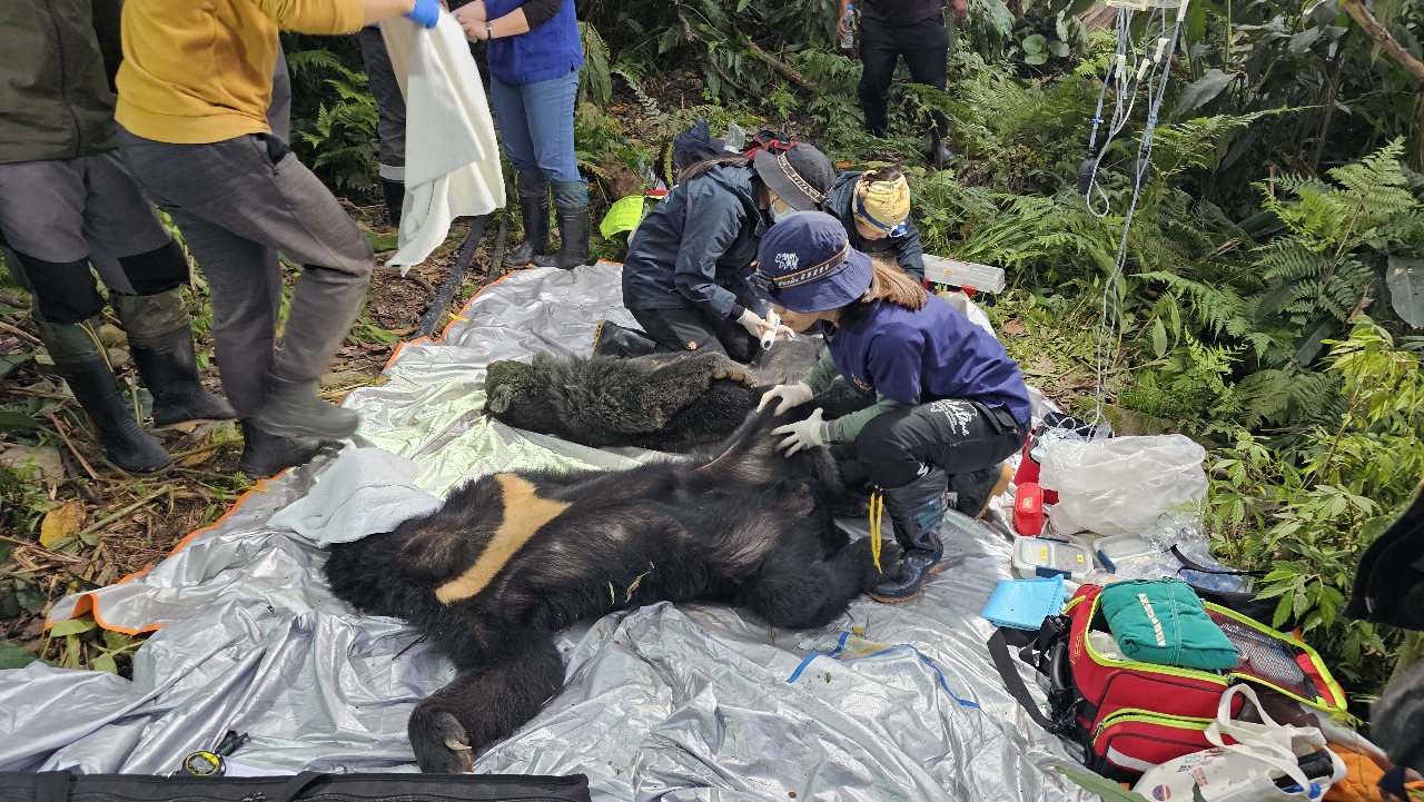 Zwei Taiwanische Schwarzbären erfolgreich aus Schlingfallen gerettet
