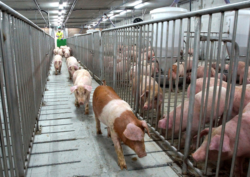 Taiwan wird Asiens erstes Land ohne die drei großen Schweineseuchen