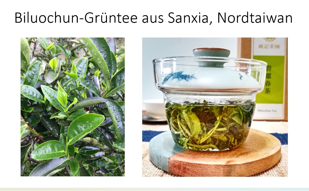 Biluochun Grüntee aus Sanxia